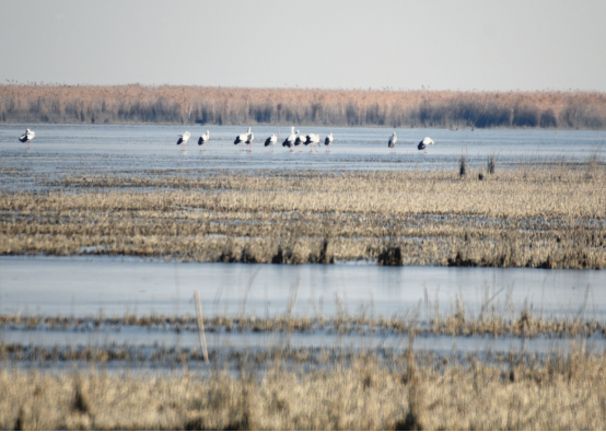 河湖长制成长制 人水和谐谱新篇——沧州渤海新区黄骅市南大港产业园区推进水生态文明建设_fororder_碧波映美景 人水共和谐（2.20）183