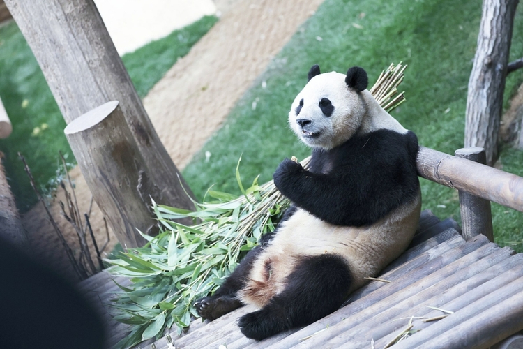 （轉載）韓國出生的明星大熊貓“福寶”將於4月返川