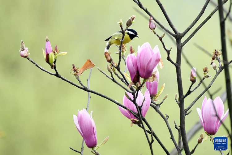 貴州:二月湖水清 家家春鳥鳴
