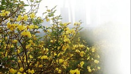 黃花風鈴木、金魚草、玉蘭等花卉盛開 青秀山已現春日絢爛
