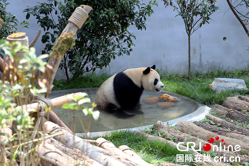 贵阳市黔灵山公园大熊猫馆今起对公众开放