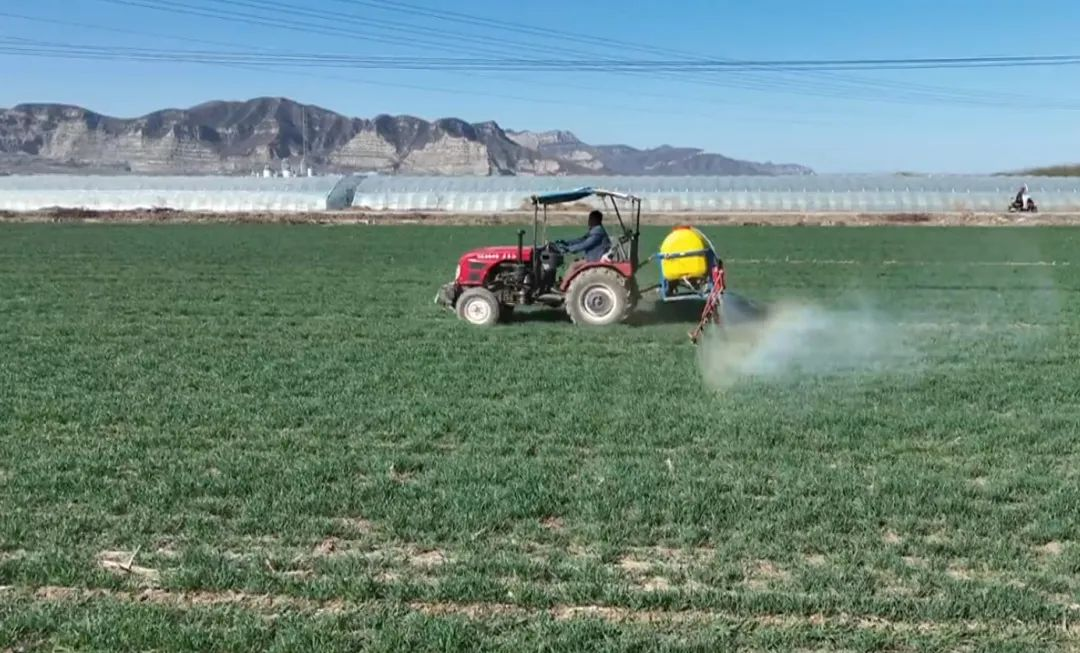 石家庄市鹿泉区： 春来农事忙 机械化助力小麦春管_fororder_图片 3