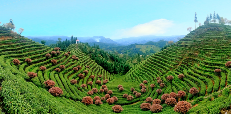 首单200吨  湖南桂东茶产业喜迎“开门红”_fororder_图片5
