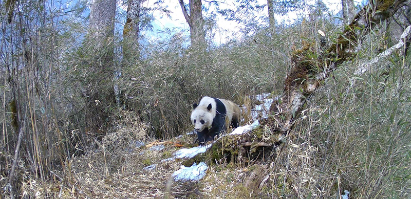 雅安：大熊貓母子外出踱步覓食 模樣憨態可掬_fororder_大熊貓--供圖--大熊貓國家公園蘆山縣管護總站