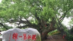 丽水路湾古樟入选 “中国十大最美古樟树”
