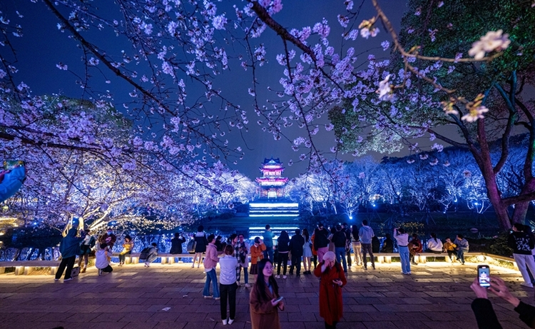 3月24日晚,无锡鼋头渚景区正式开放夜赏樱花游园会