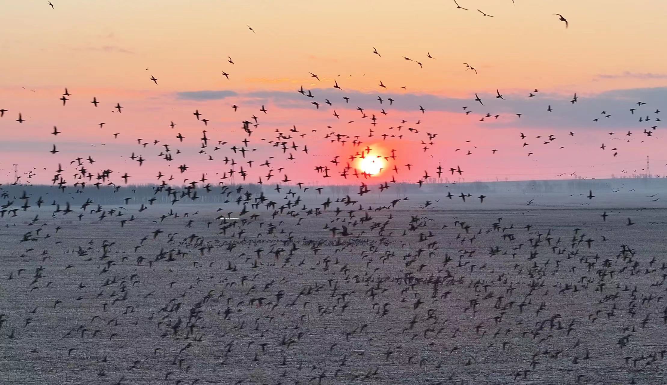 今春波罗湖保护区数万候鸟云集