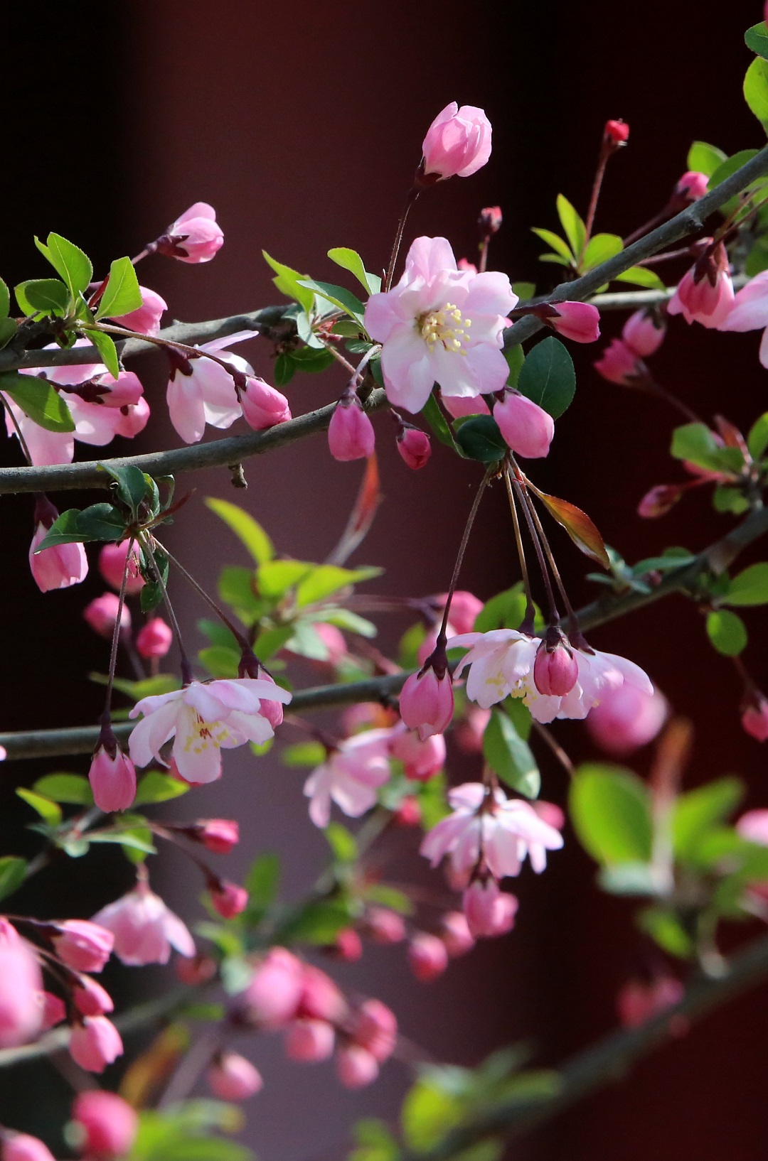 关中书院海棠红