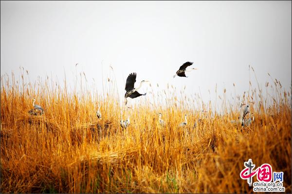 第七屆(中國•寧夏)沙湖國際觀鳥節盛大啟幕