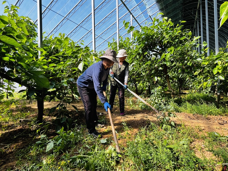 河北涞水：打造桑葚产业链 农旅融合促发展_fororder_图为工人正在桑葚棚内锄草。李金璐 摄