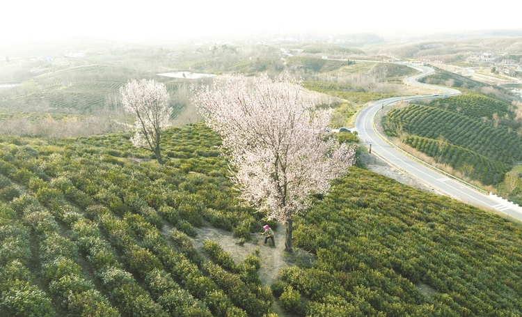 滁州：春來茶園景如畫_fororder_f1861120-0d7b-4763-b186-3345d9d184c0