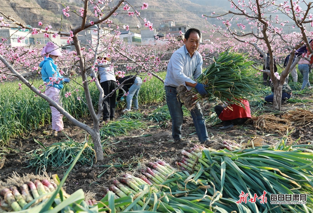 画一样美！武都马坝村花红苗绿春色满园_fororder_4