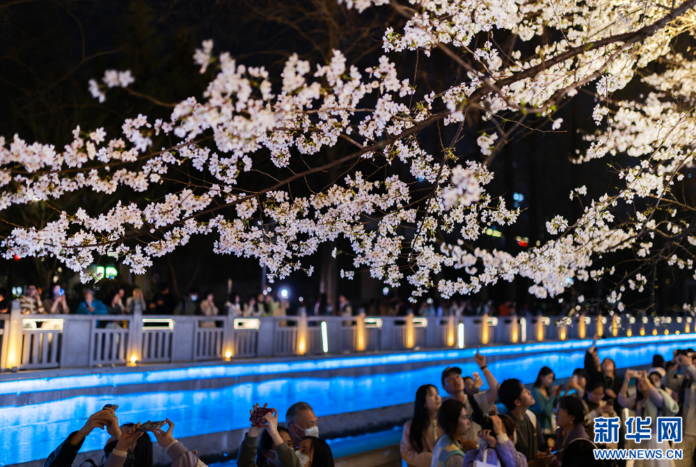 南京：浪漫“夜櫻”醉遊人 氛圍感滿滿