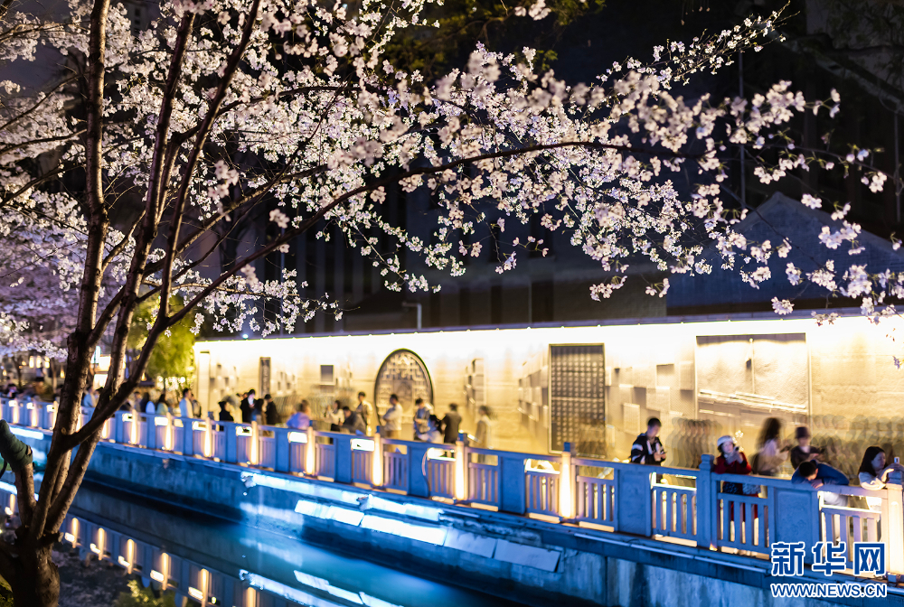 南京：浪漫“夜櫻”醉遊人 氛圍感滿滿