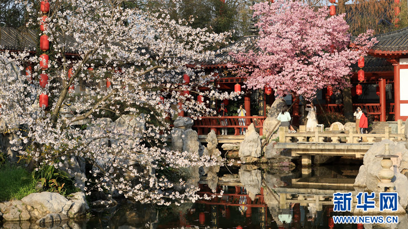 湖北武漢：櫻花盛宴 浪漫滿春