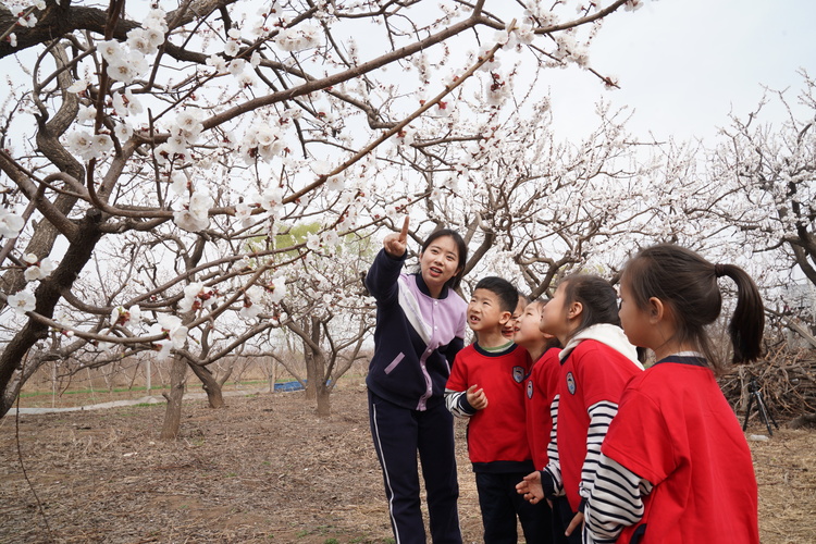 河北邢台：杏花满园迎客来_fororder_1.JPG