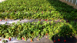 延邊州安圖縣德化村的“莓”好時光