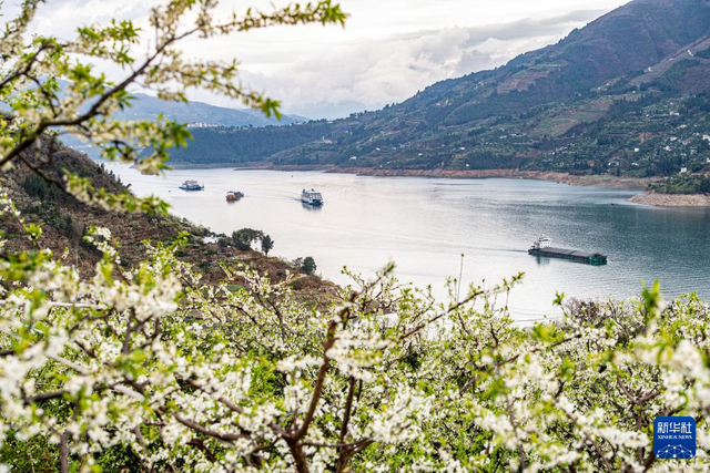 重庆巫山：一江碧水满山“雪”