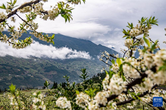 重庆巫山：一江碧水满山“雪”