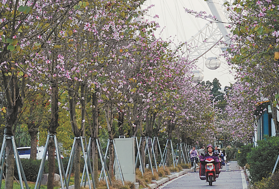 福州市花市树图片