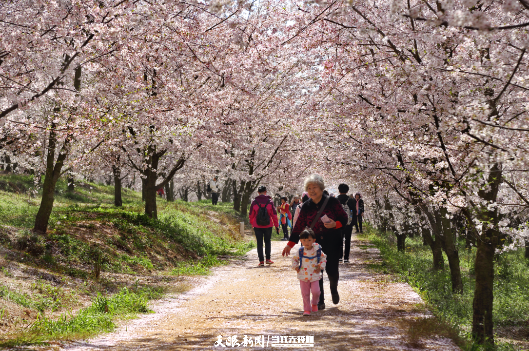 樱花“三月”，贵安等你！