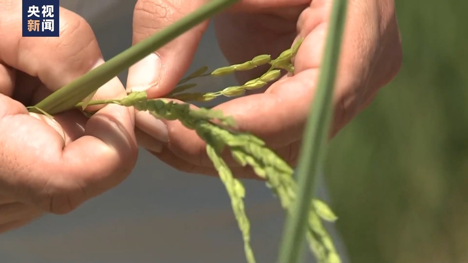 研究發現海地從美國進口大米樣本中砷、鎘含量超標