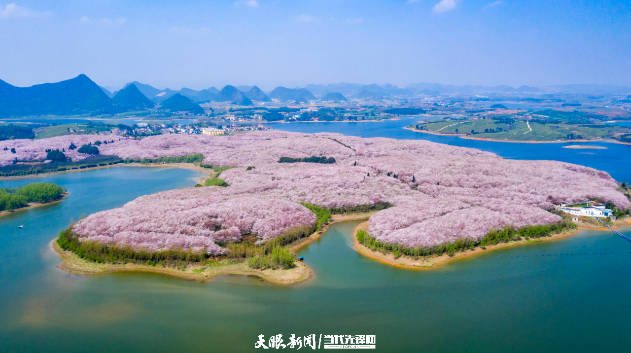 樱花“三月”，贵安等你！