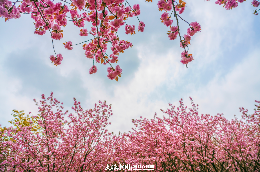 樱花“三月”，贵安等你！