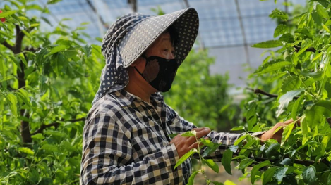 陜西渭南：新質生産力為現代農業蓄勢賦能