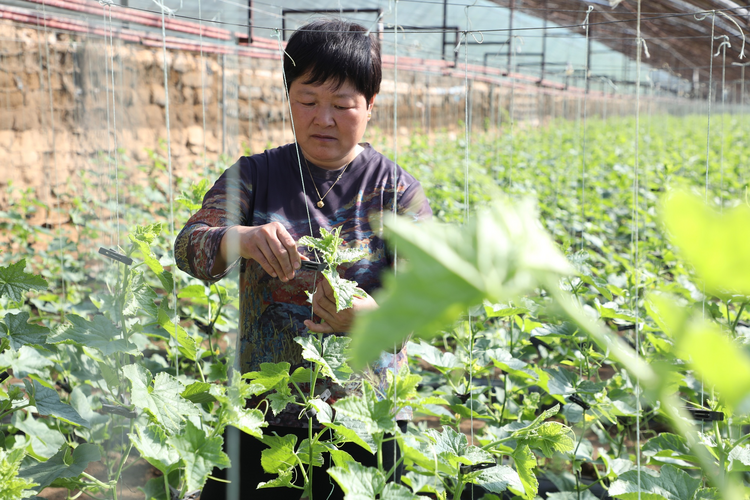 河北鹽山:秧苗已新綠 春管正當時_fororder_圖片 2