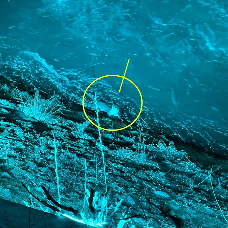 （转载）四川都江堰首次拍摄到欧亚水獭清晰影像