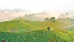 浙江安吉以古茶树保护利用推动产业发展