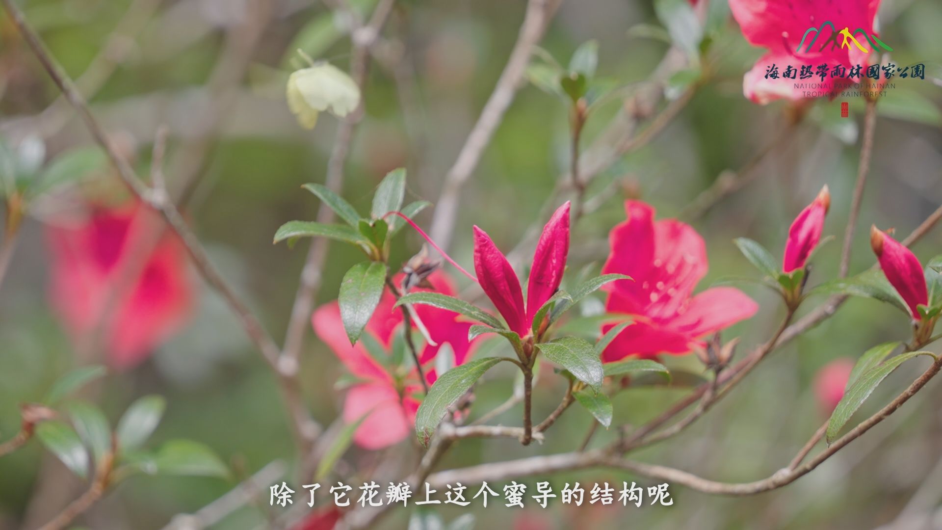 雨林秘境 | 既能上山又能下河的海南杜鹃