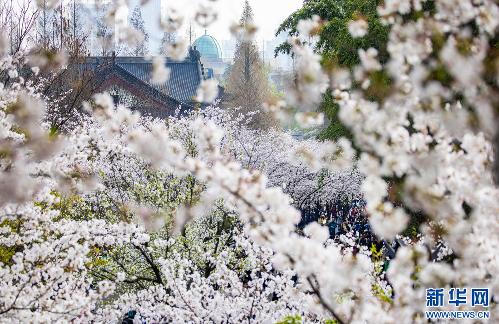 春日限定！南京雞鳴寺櫻花進入盛開期