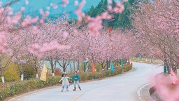三明建宁县：樱花树迎着春光“苏醒”