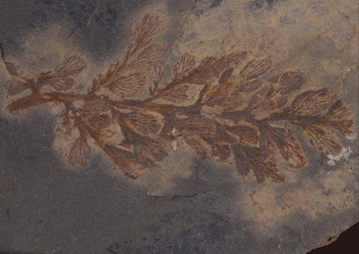 十堰發現3億多年前古植物化石群，屬湖北省首次發現