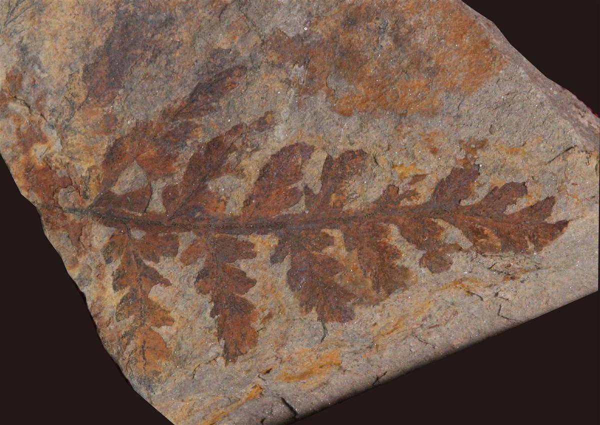 十堰发现3亿多年前古植物化石群，属湖北省首次发现