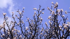 陜西西安：嶺上百年杏花開