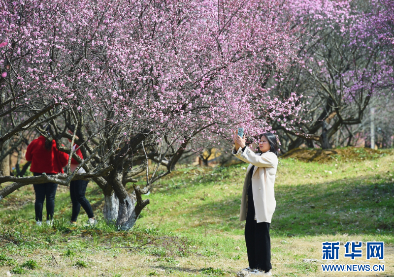 江蘇句容：美人梅盛放如畫