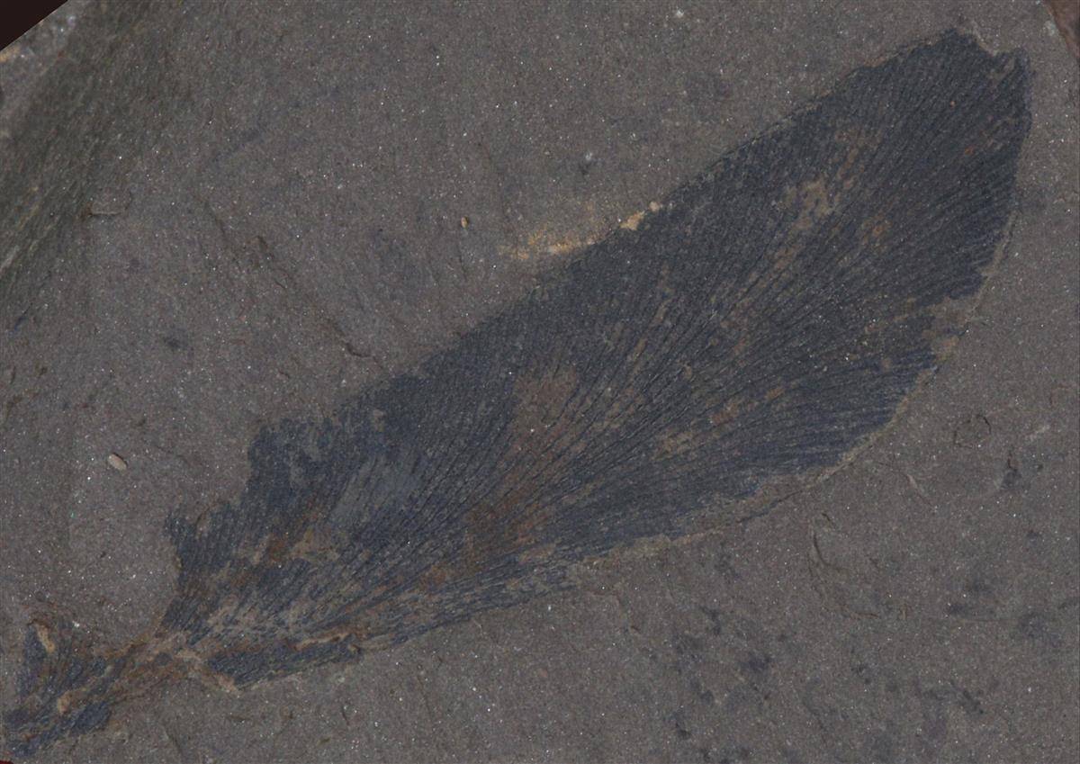 十堰发现3亿多年前古植物化石群，属湖北省首次发现