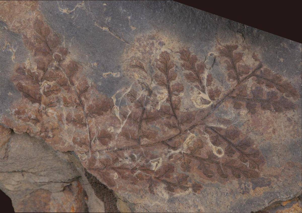 十堰發現3億多年前古植物化石群，屬湖北省首次發現