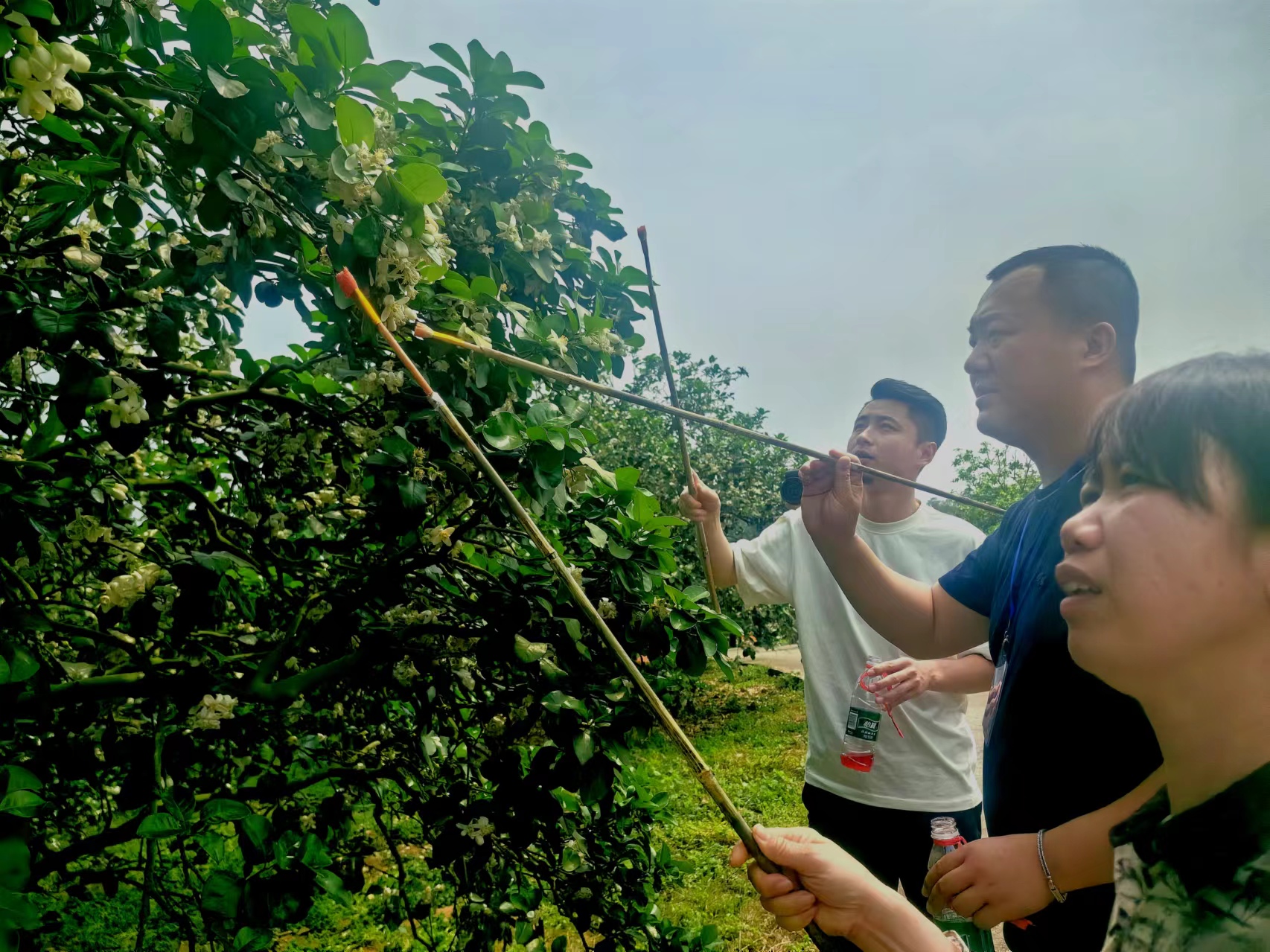 廣西容縣舉行農産品産銷對接暨柚花文化旅遊活動_fororder_mmexport1711767844793