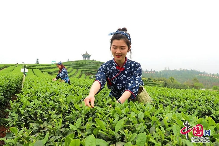（转载）3月1日，四川省第十一届茶叶开采活动周将在泸州纳溪启动