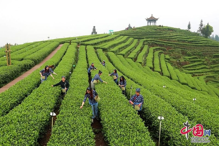 （轉載）3月1日，四川省第十一屆茶葉開採活動周將在瀘州納溪啟動