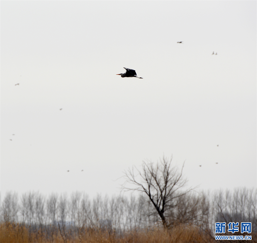 沈阳新民：候鸟北归赴春约