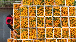 眉山仁壽：醜橘豐收富果農