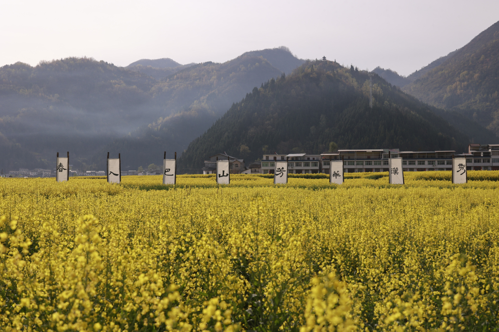 陕西镇巴：春入巴山 观金色花海