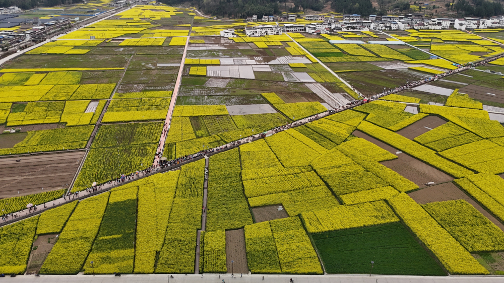陕西镇巴：春入巴山 观金色花海