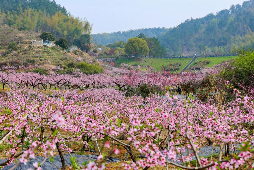 Hangzhou Tonglu Hengcun Town Seizes the Opportunity to Create a 'Mountain Flower Economy'_fororder_图片1