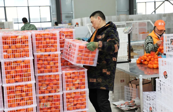 高质量发展“开门红” 重庆巫山晚熟柑橘出口超千吨_fororder_微信图片_20240229163554